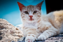 在线手机号接收